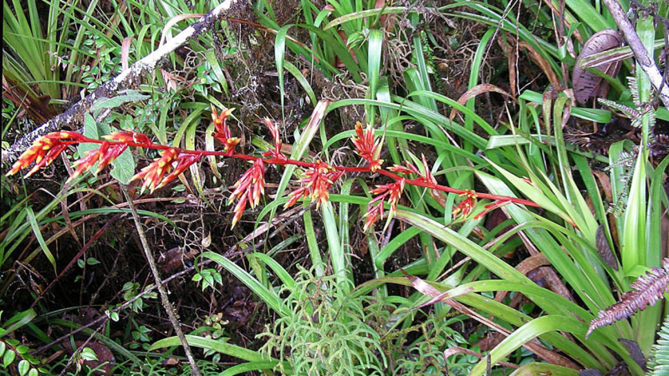 Dick Culbert from Gibsons, B.C., Canada