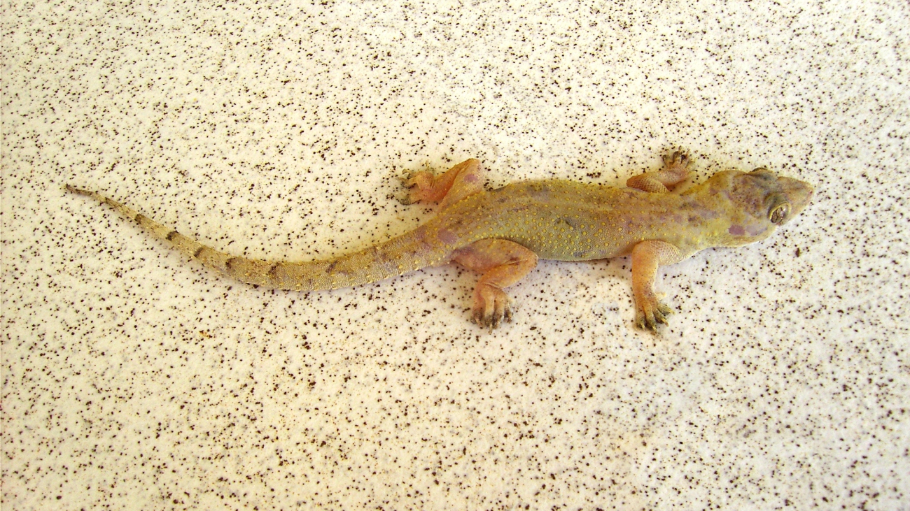 Hemidactylus_mabouia_(Dominica)