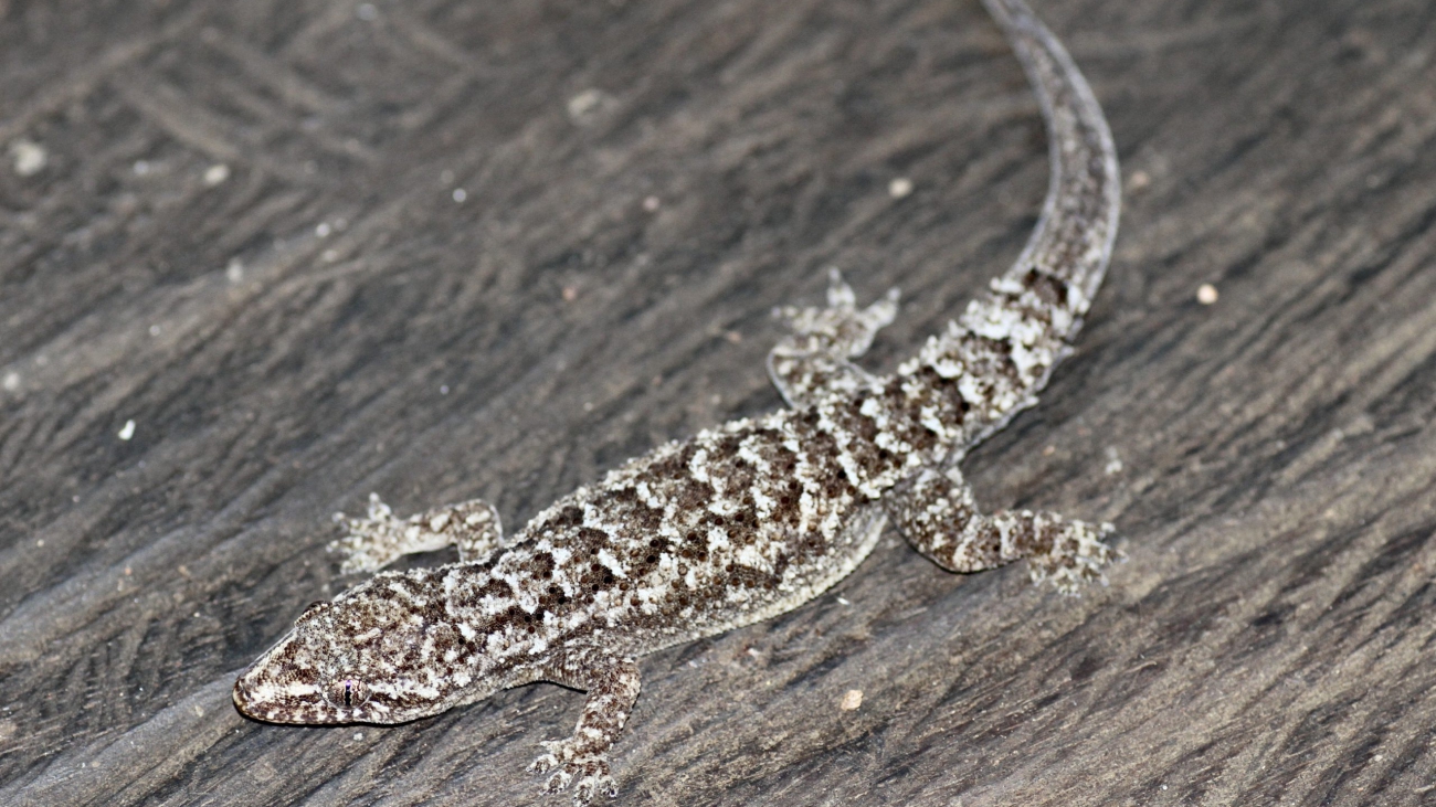 Hemidactylus_palaichthus