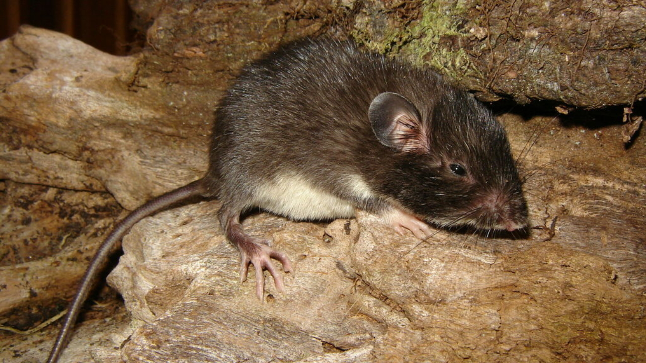 Heteromys anomalus.jpg