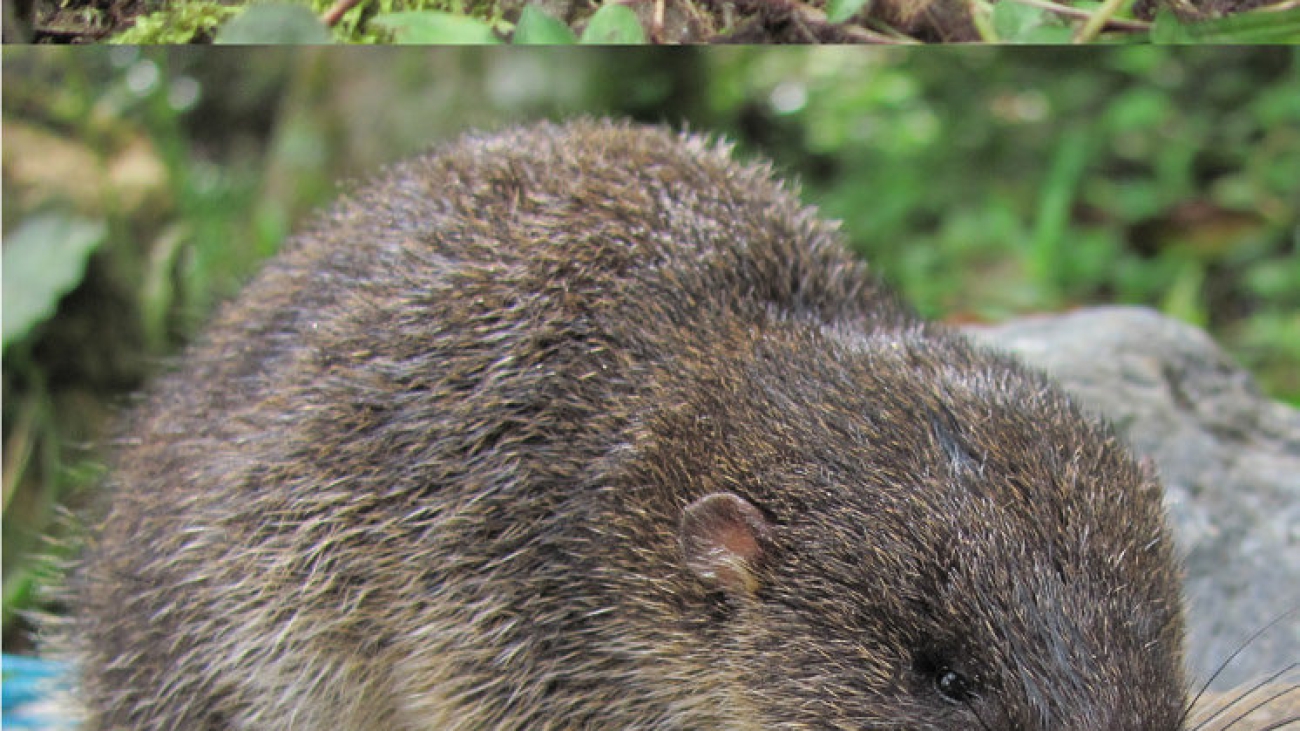 Ichthyomys-hydrobates