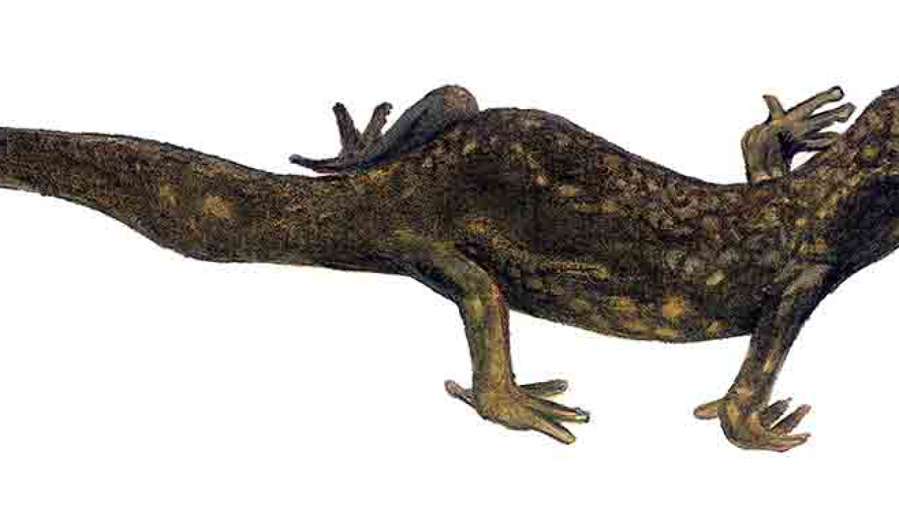 Lepidoblepharis_montecanoensis_imagen_02