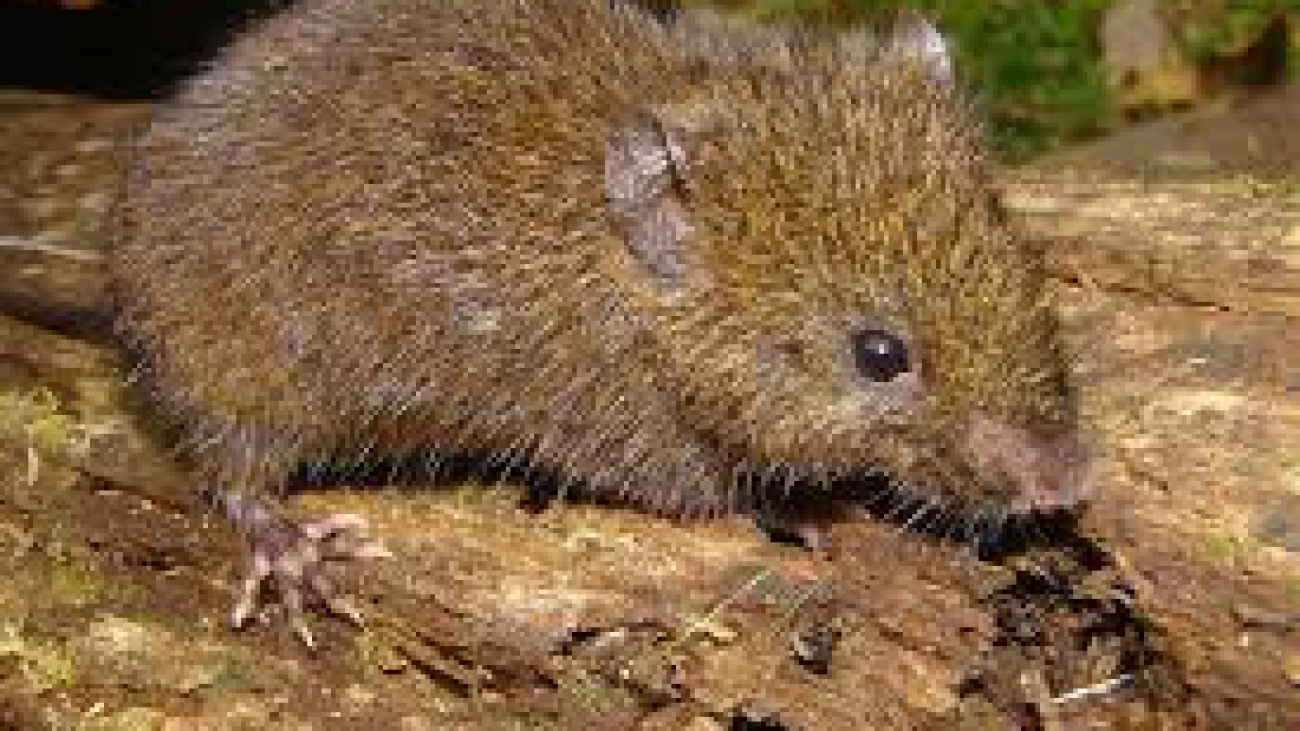 Melanomys caliginosus1