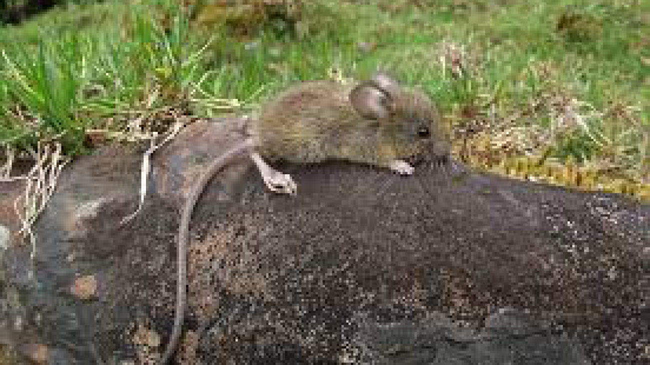 Microryzomys minutus1