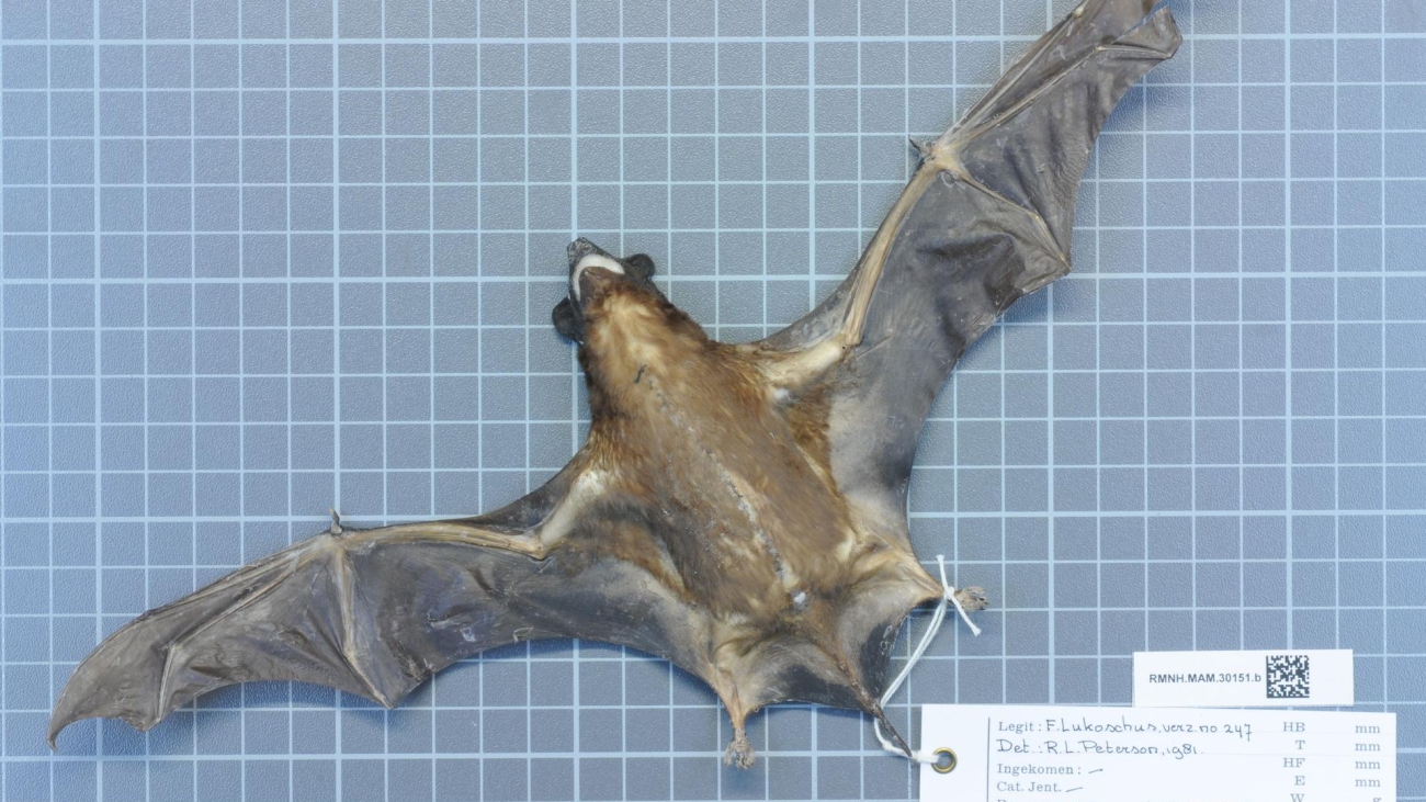 Naturalis_Biodiversity_Center_-_RMNH.MAM.30151.b_ven_-_Cynomops_abrasus_-_skin