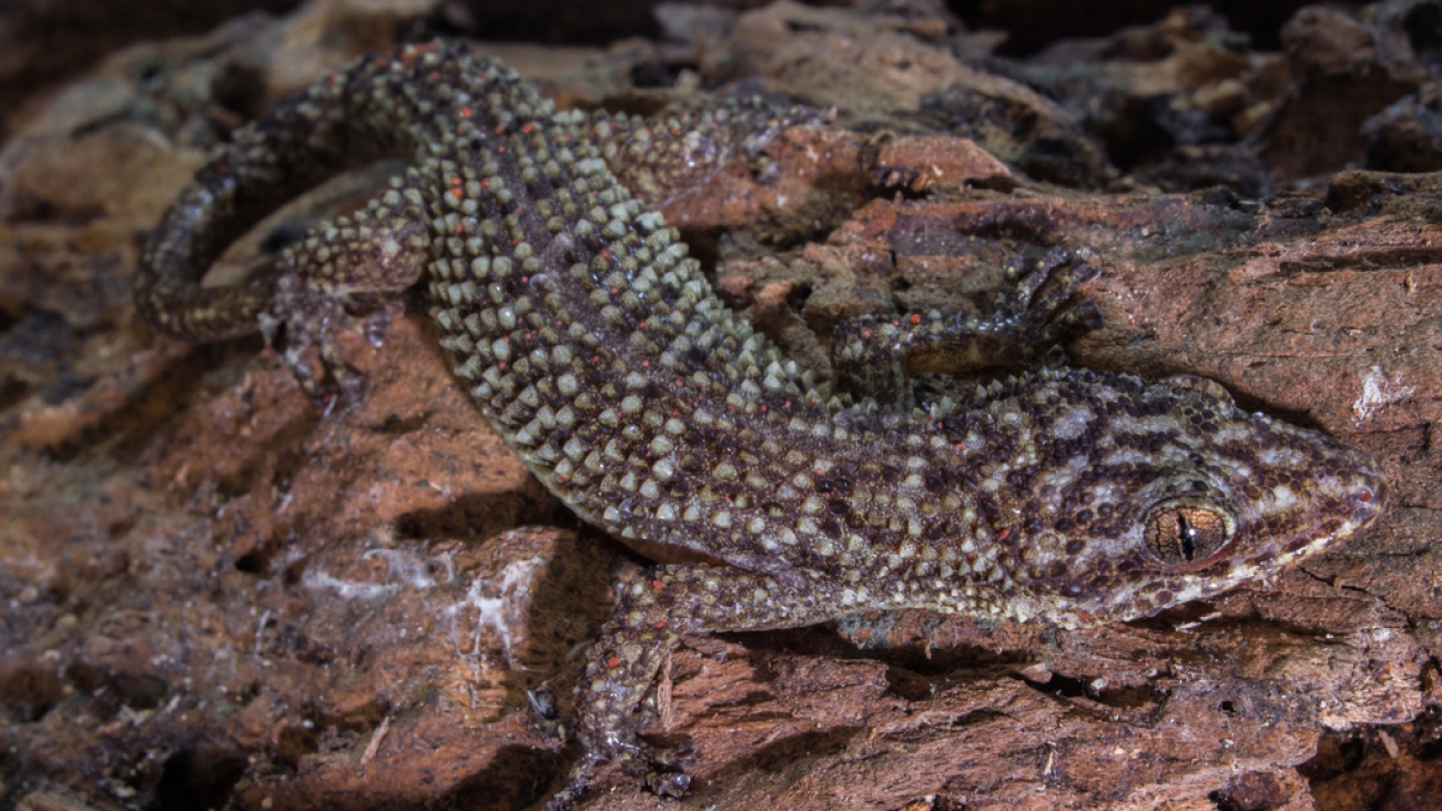 P ventralis Juan D Jimenez