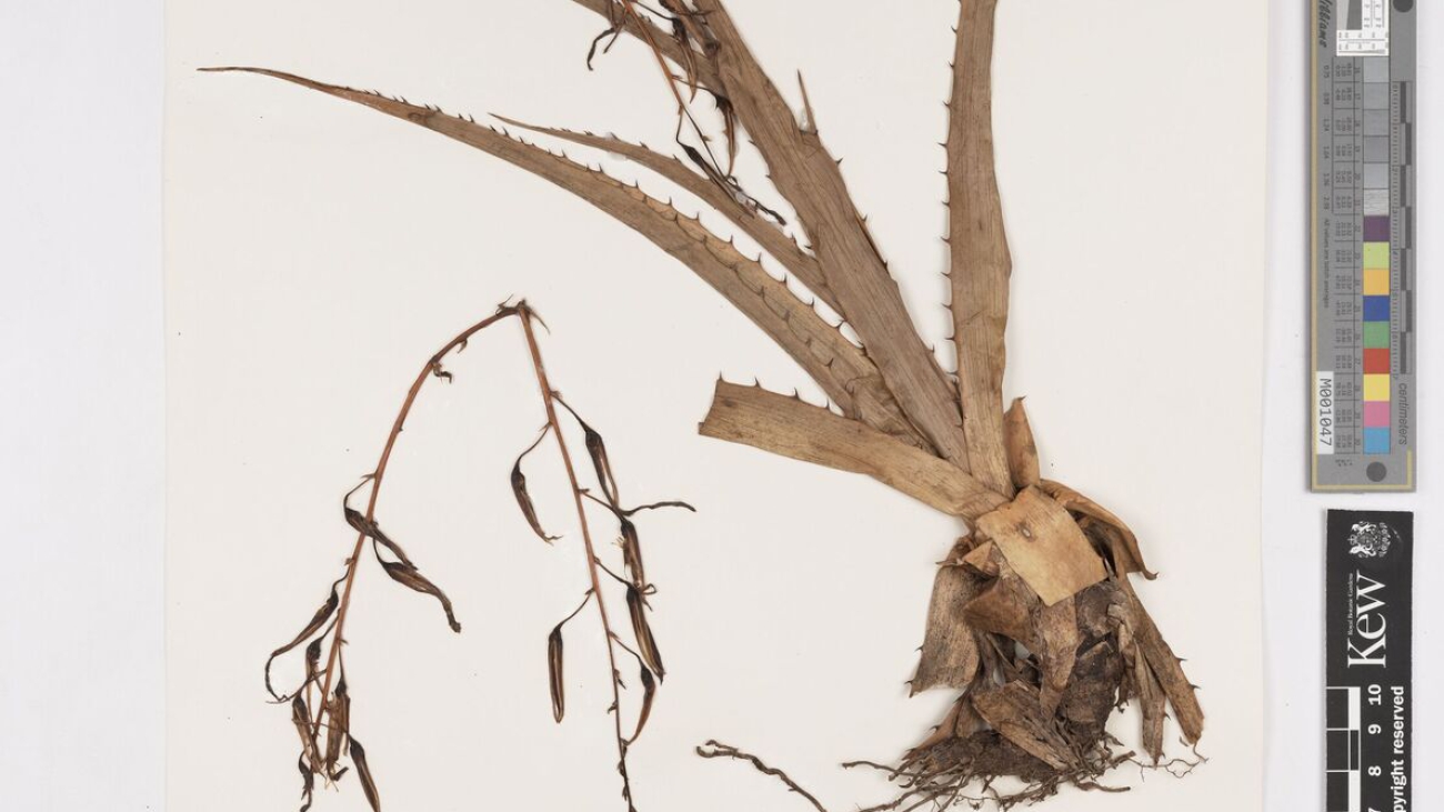 Royal Botanic Garden Kew