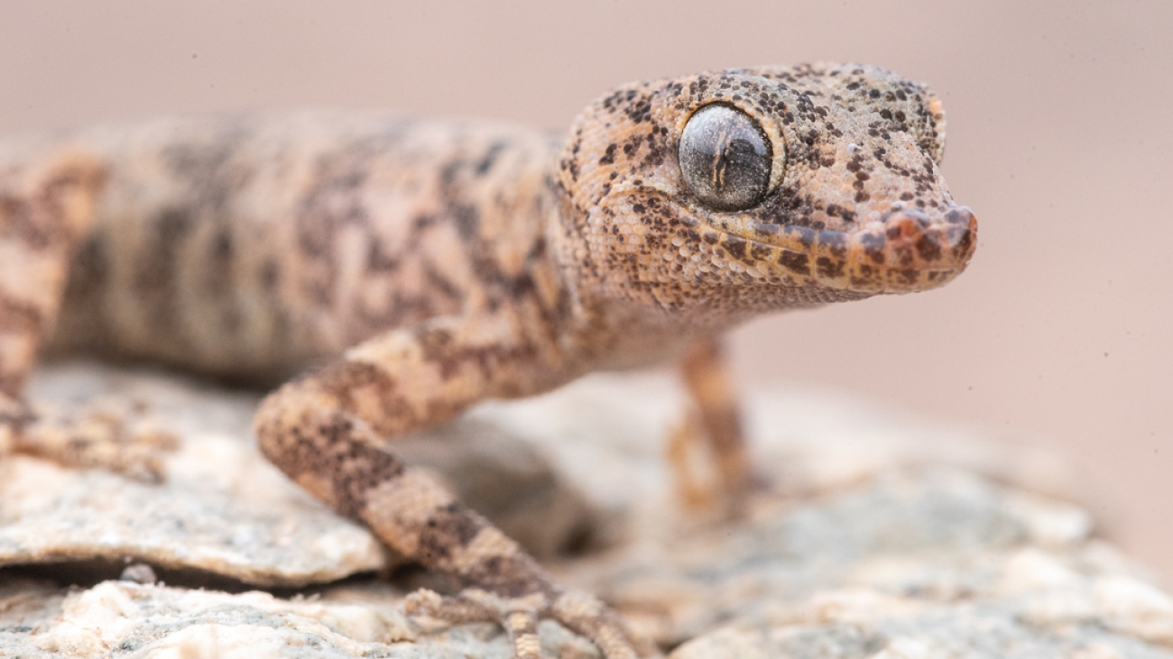 Phyllodactylus_dixoni