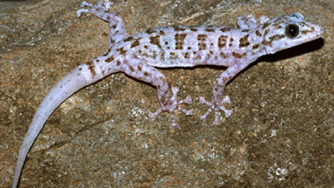 Phyllodactylus_rutteni