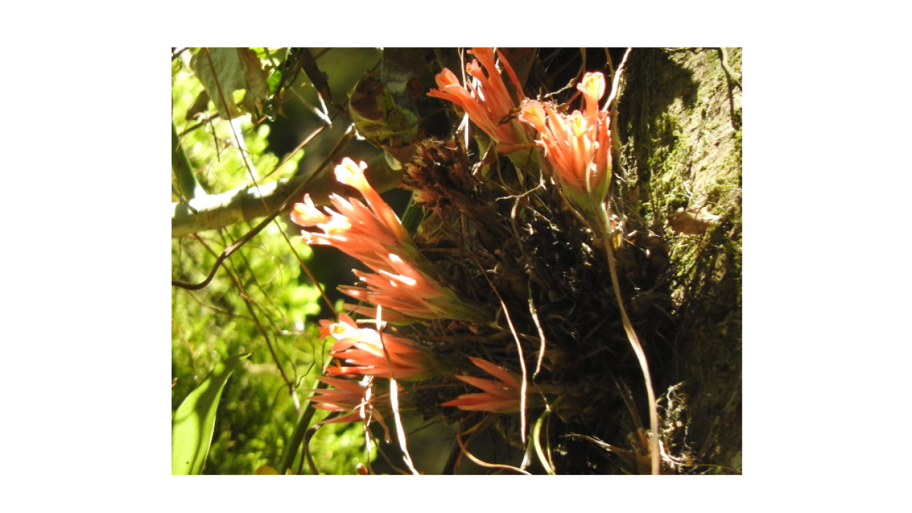 Pitcairnia heterophylla