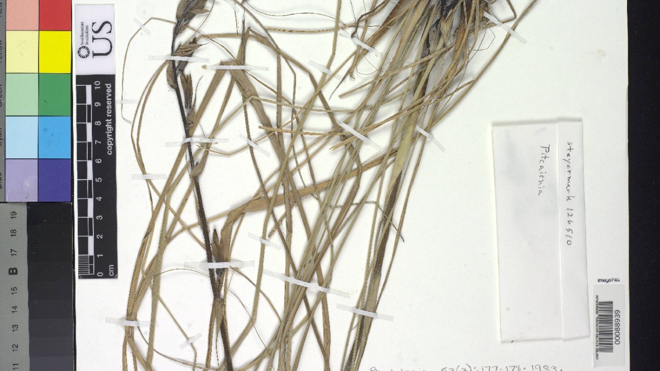 United States National Herbarium (US:Botany)