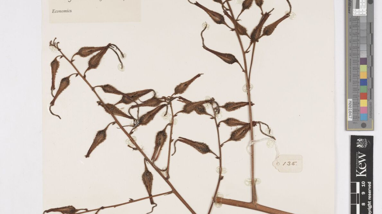 Pitcairnia tuberculata