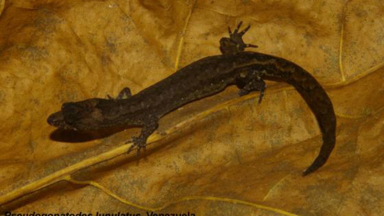 Pseudogonatodes-lunulatus-