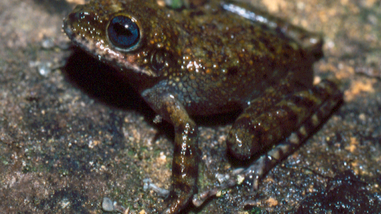 S ginesi Stefan Gorzula