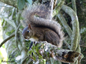 Sciurus aestuans2
