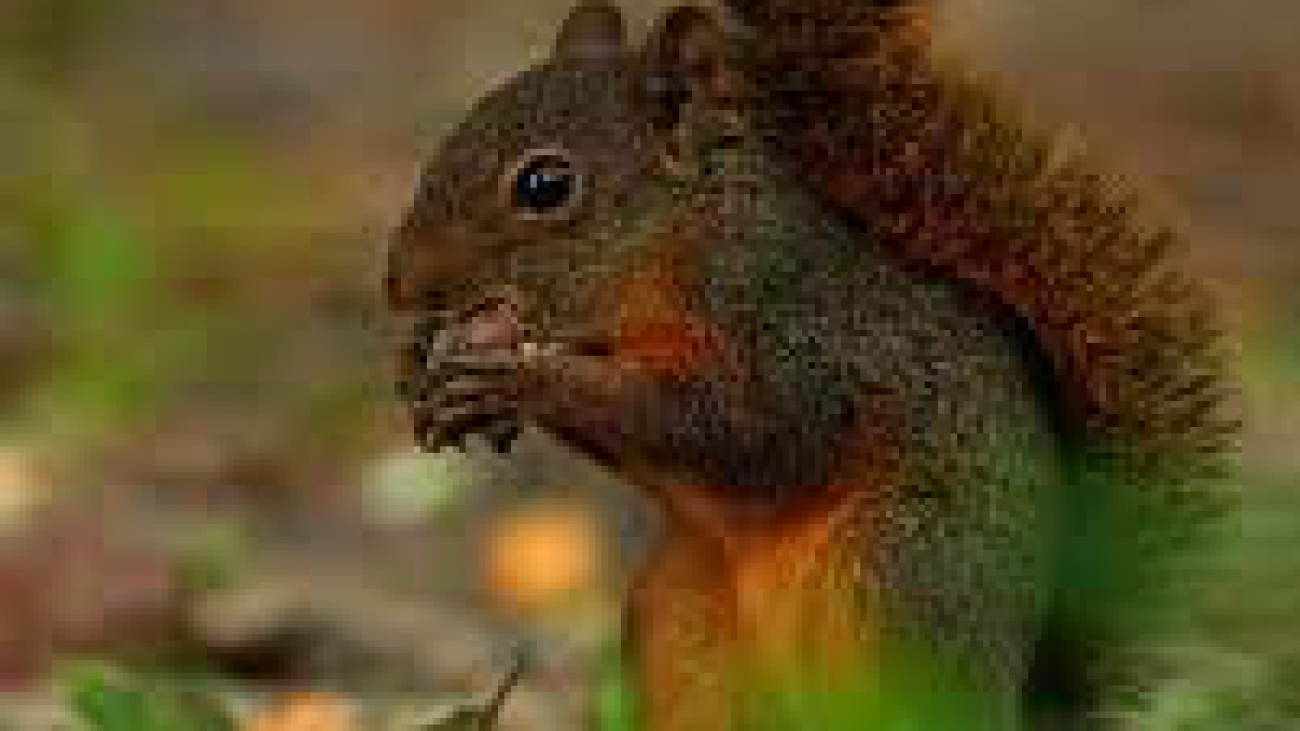 Sciurus granatensis1