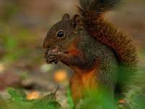Sciurus granatensis1