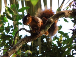Sciurus igniventris