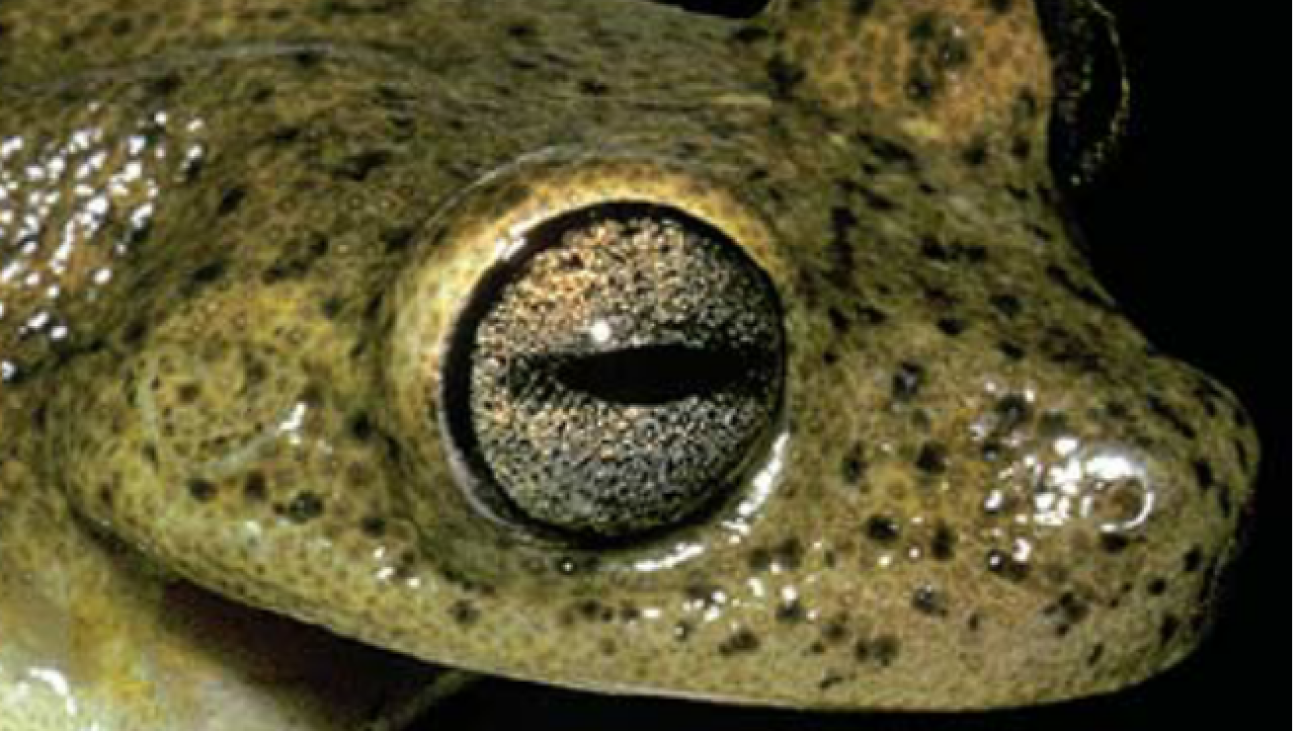 Screenshot 2024-11-29 at 15-29-56 A. Holotype of Myersiohyla chamaeleo cabeza