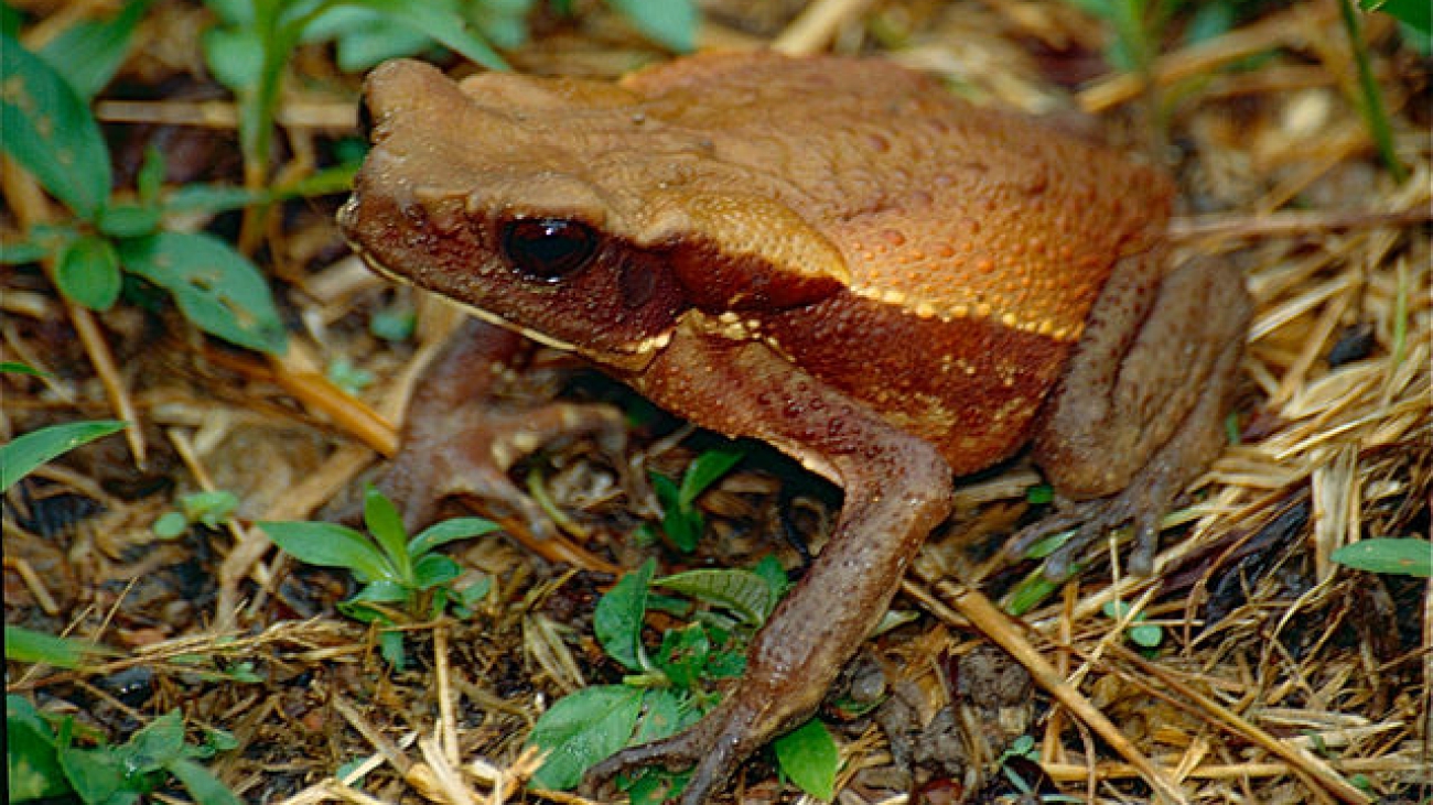 Spotted_Toad_(Rhaebo_guttatus)