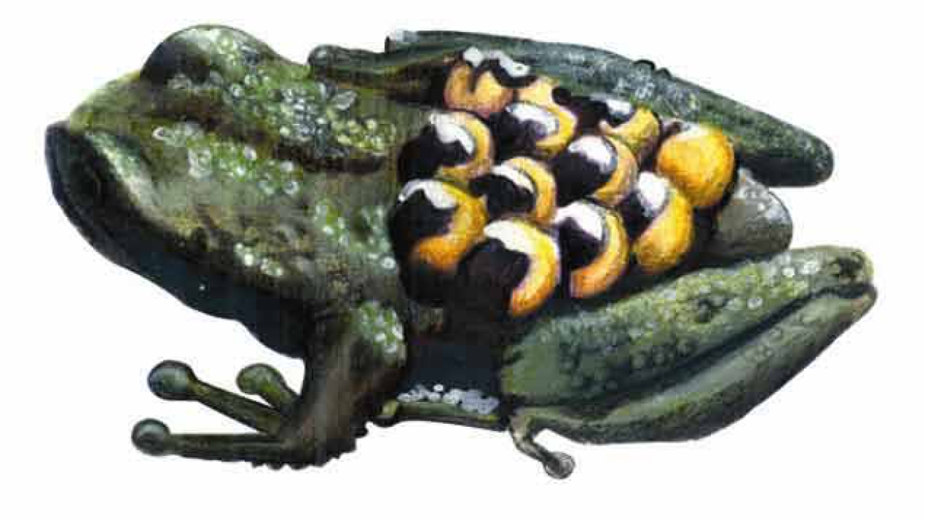 Stefania satelles (NT)