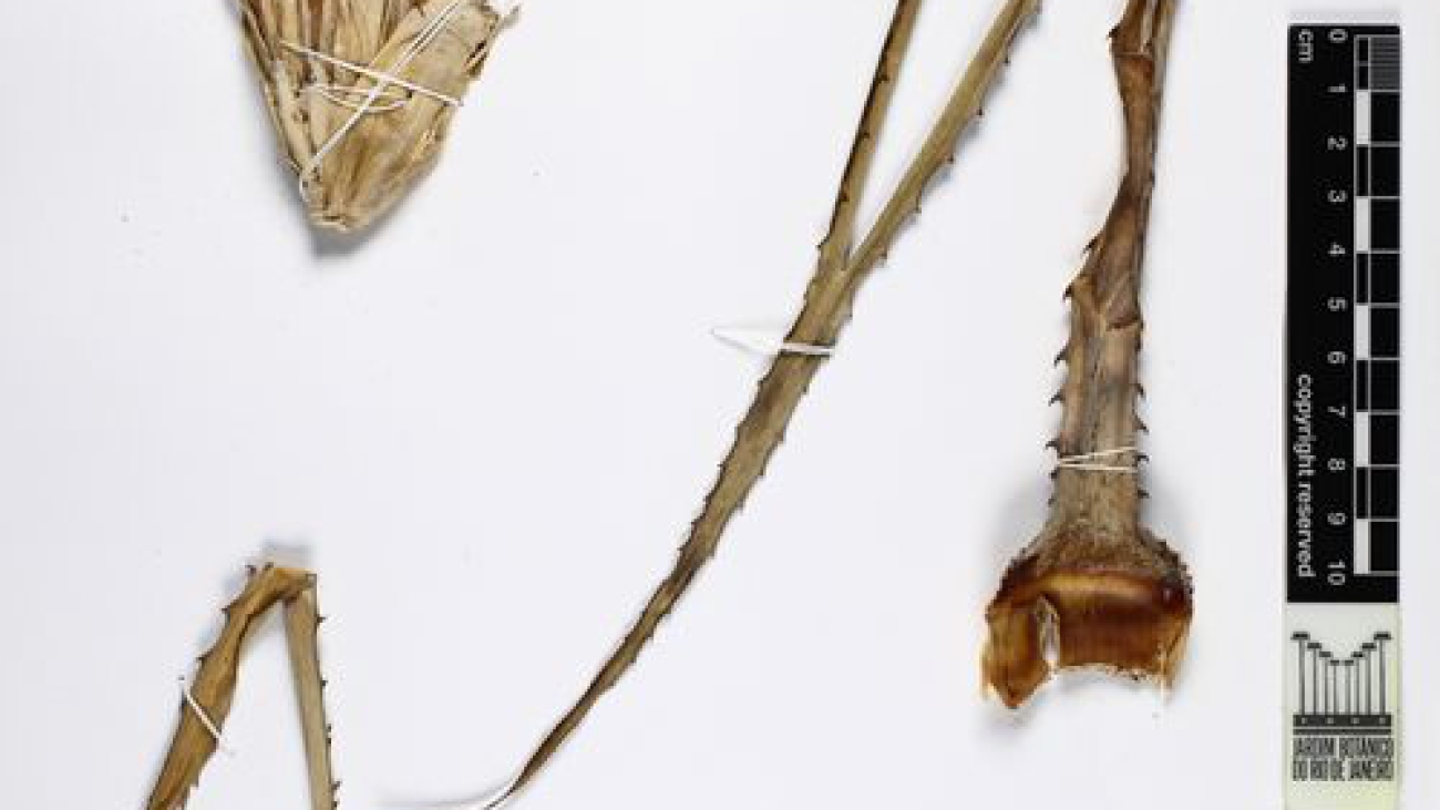 RB - Rio de Janeiro Botanical Garden Herbarium Collection