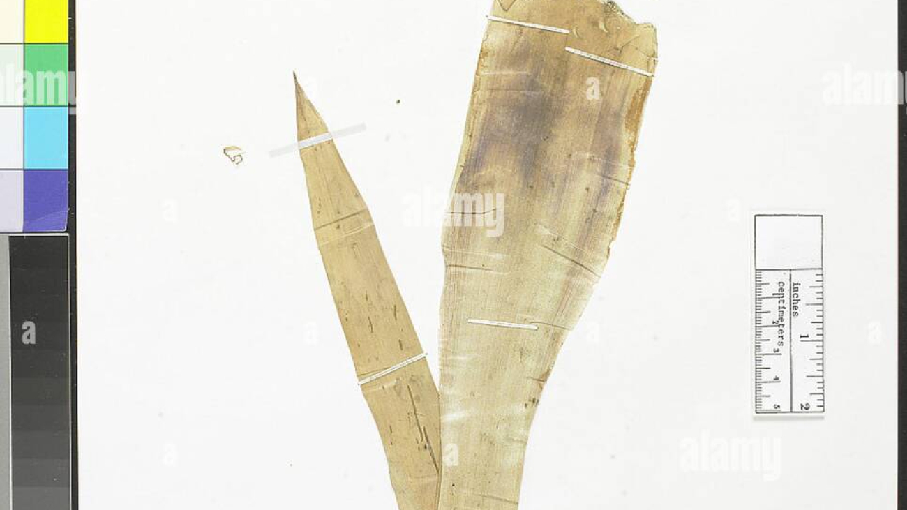 guzmania-hedychioides