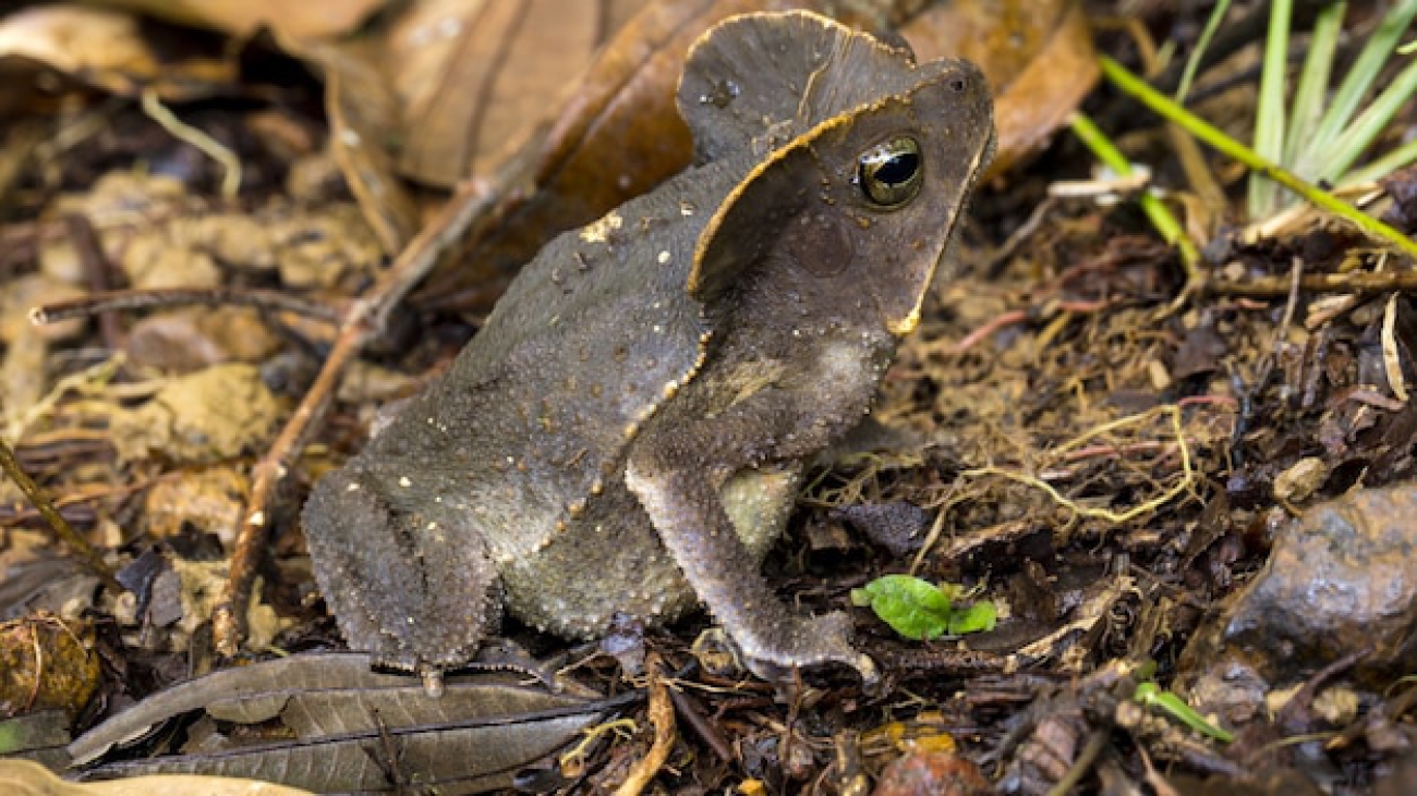 rhinella-margaritifera