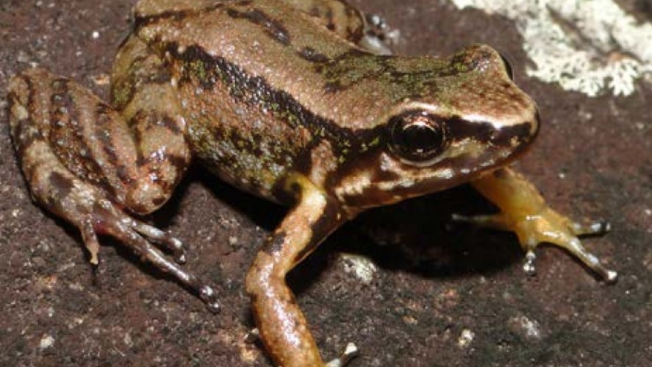 A ornatissimus Cesar BVarrio A