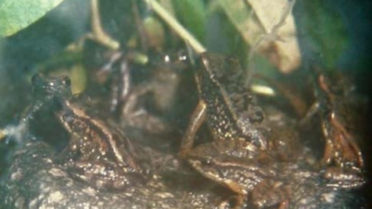 A serranus Jaime Péfaur