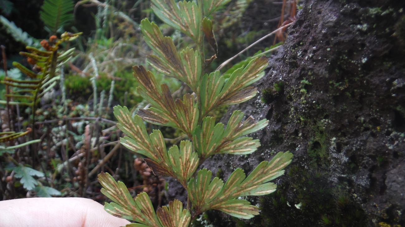 A. praemorsum