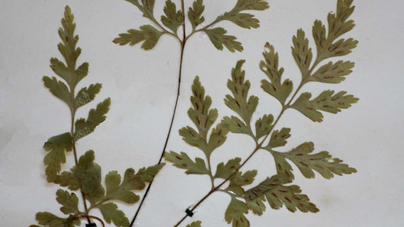 A. pumilum