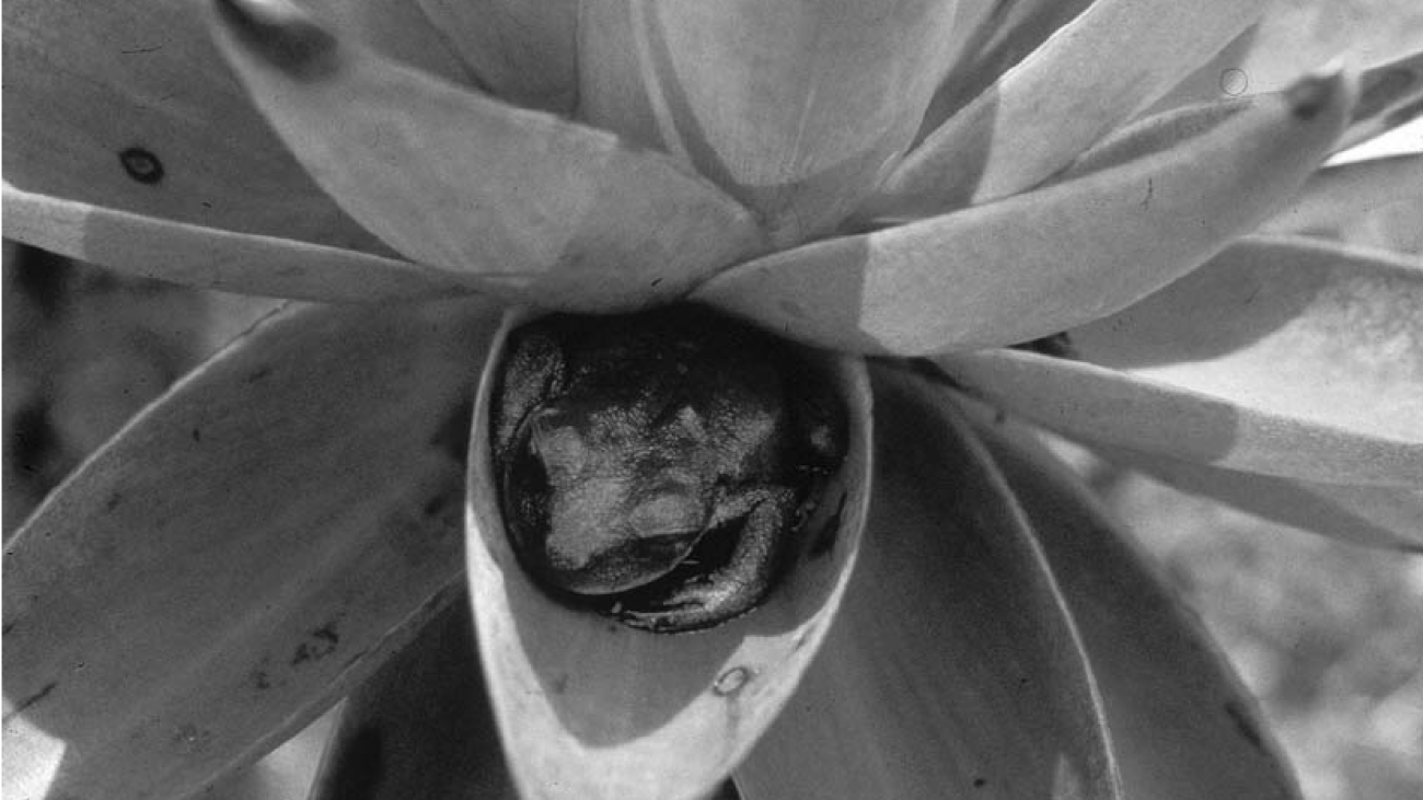 Adult-female-of-Myersiohyla-neblinaria-USNM-562070-asleep-during-the-day-in-a-leaf-axil