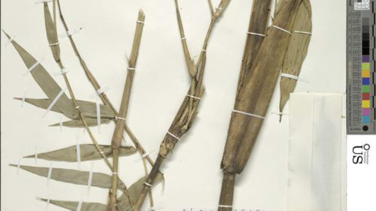 Smithsonian Institution, NMNH, Botany