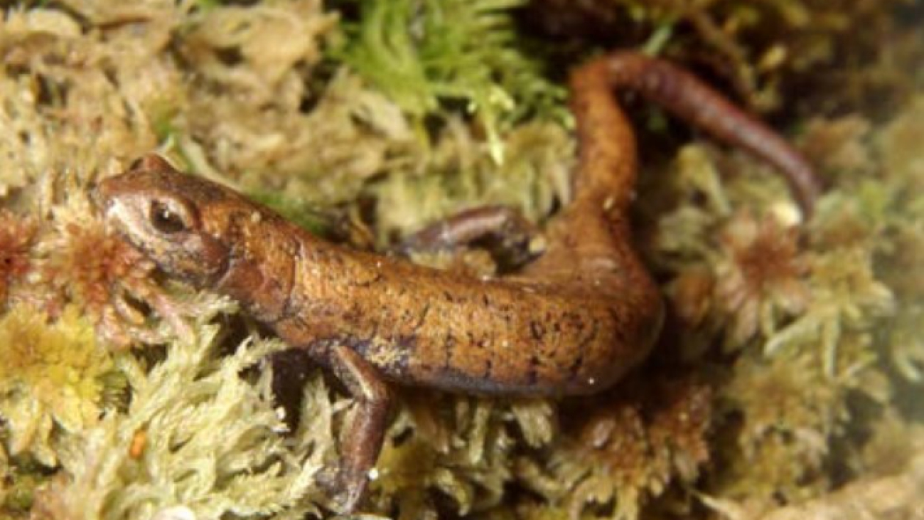 B guaramacalensis