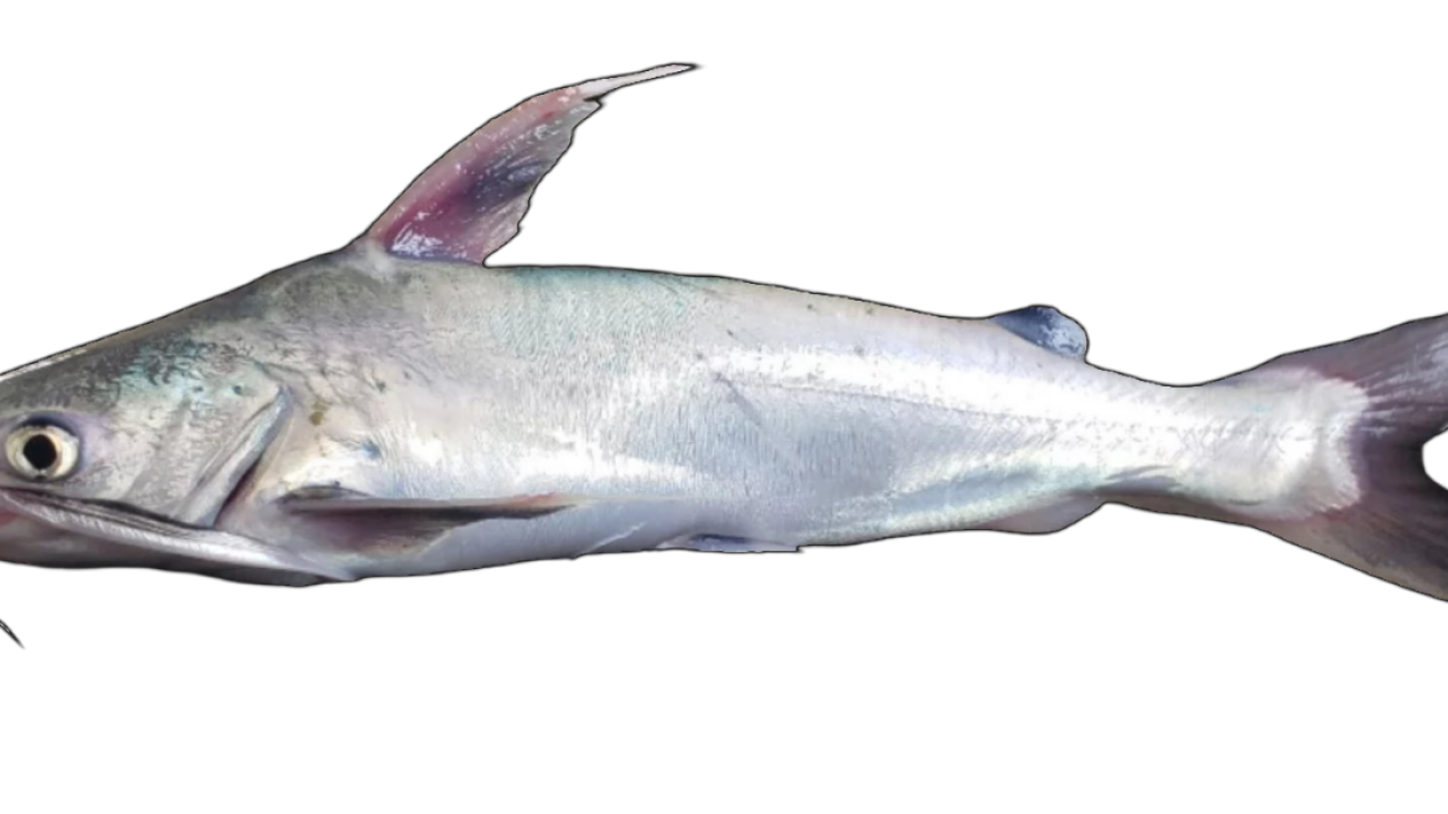 Gafftopsail-Catfish-Bagre-marinus-Photo-Credit-James-Fleullan