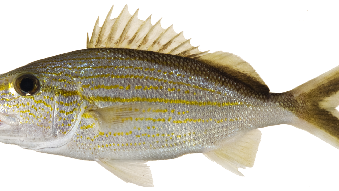 Haemulon_melanurum_-_pone.0010676.g092