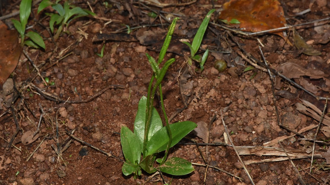 Ophioglossum_nudicaule