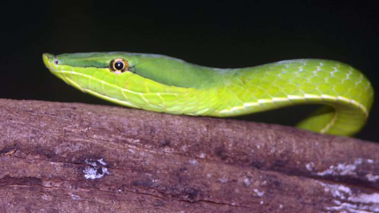 Oxybelis_fulgidus