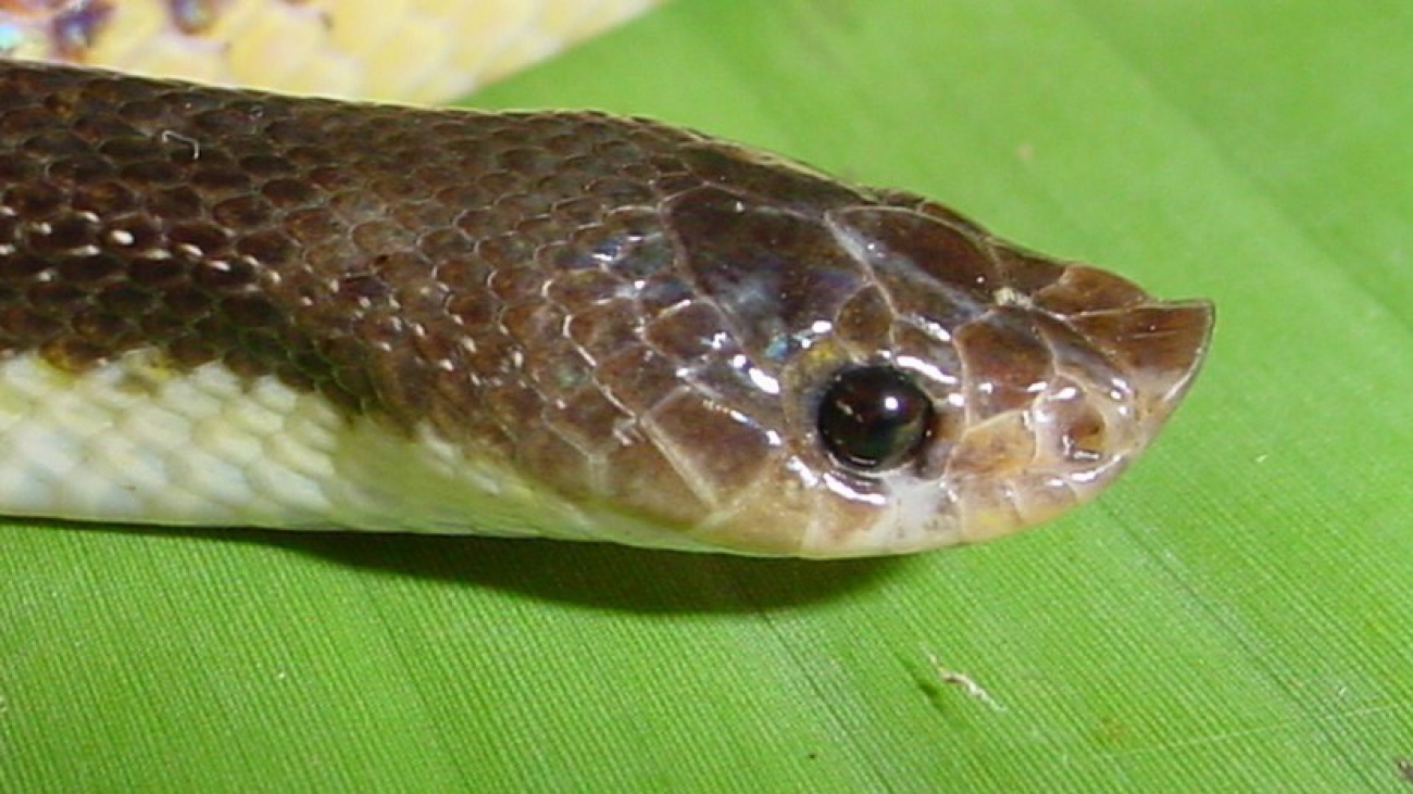 P guainensis 2