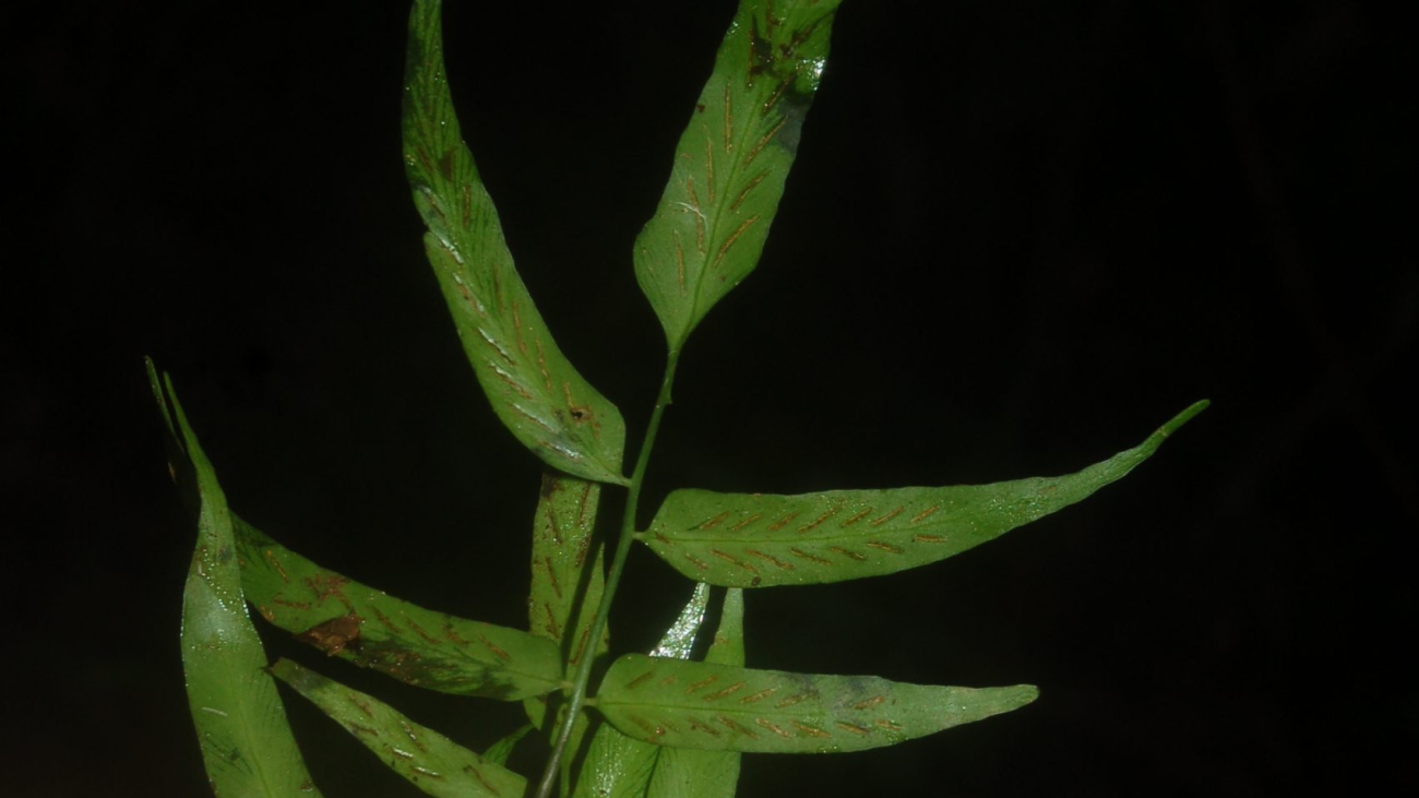 A.  juglandifolium