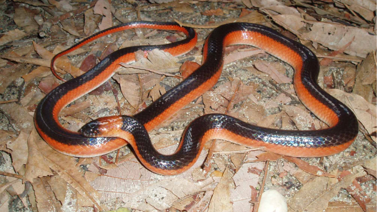 Pseudoboa-martinsi