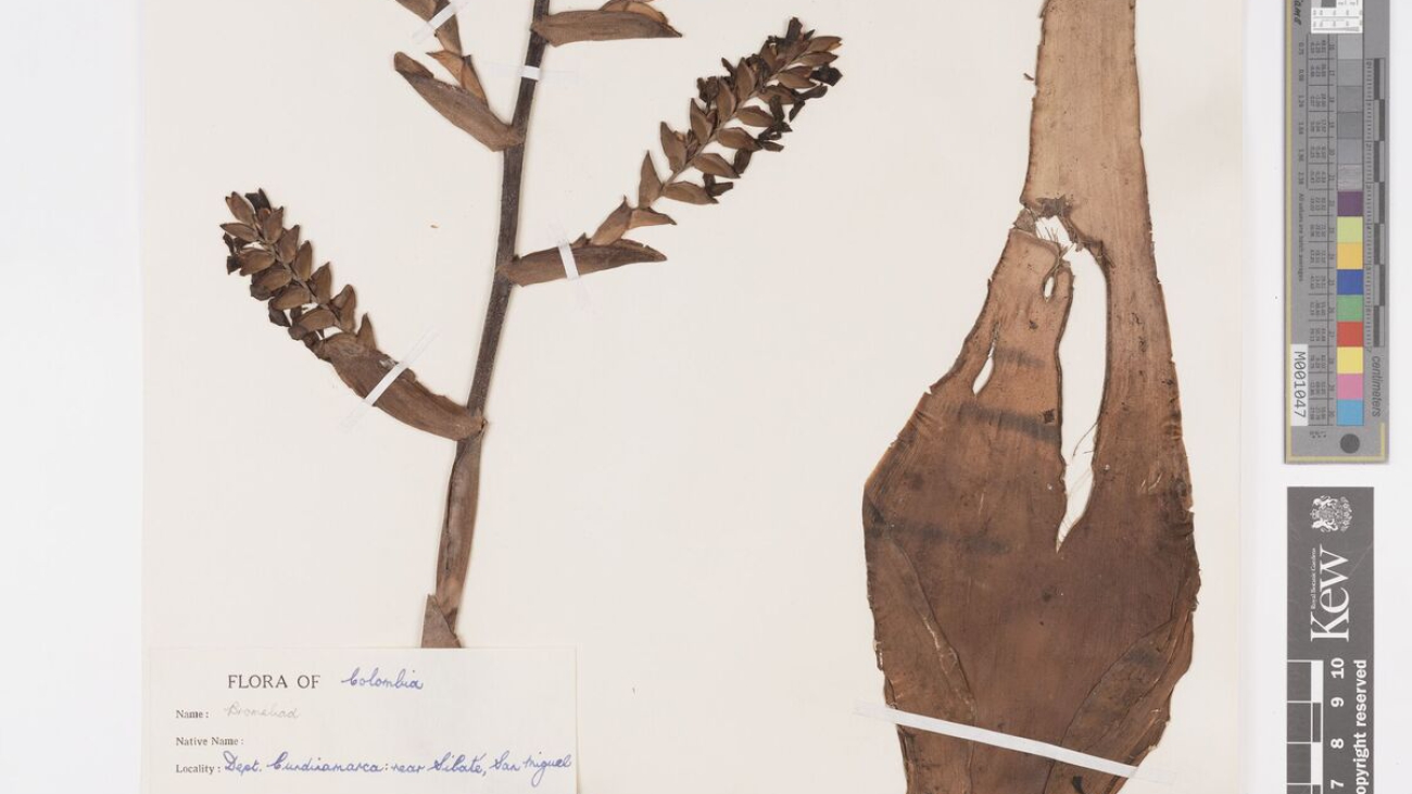 Kew's Herbarium
