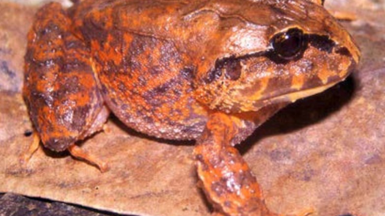 S biporcatus Heinrich Kaiser