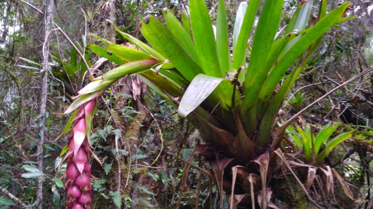 Inaturalist Colombia