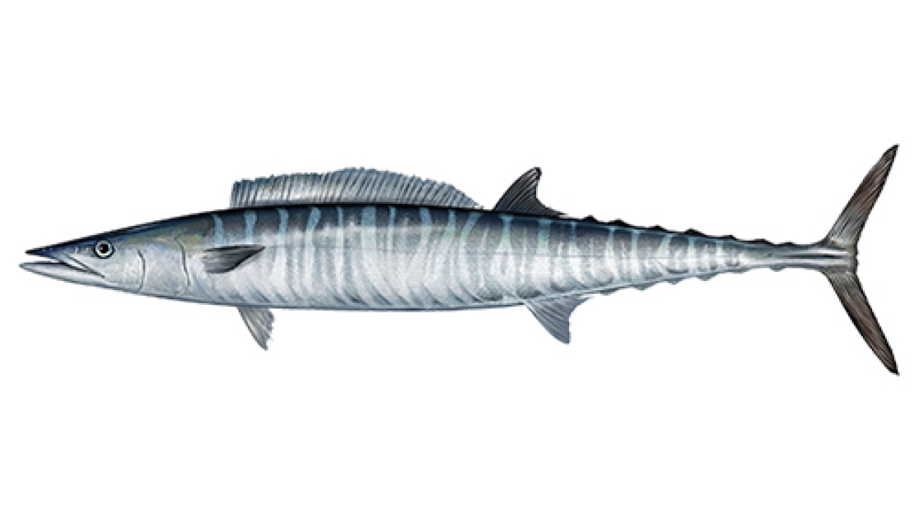 Wahoo