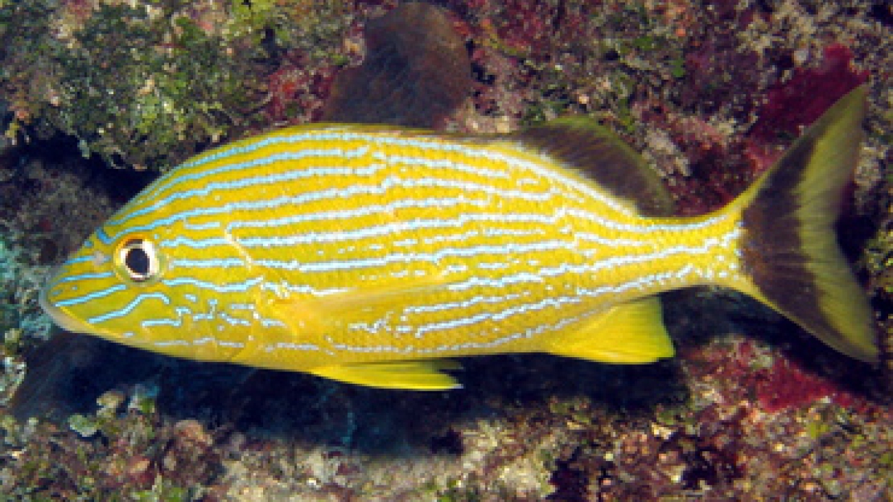 bluestripedgrunt2