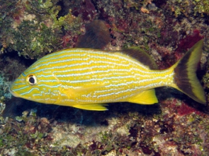 bluestripedgrunt2