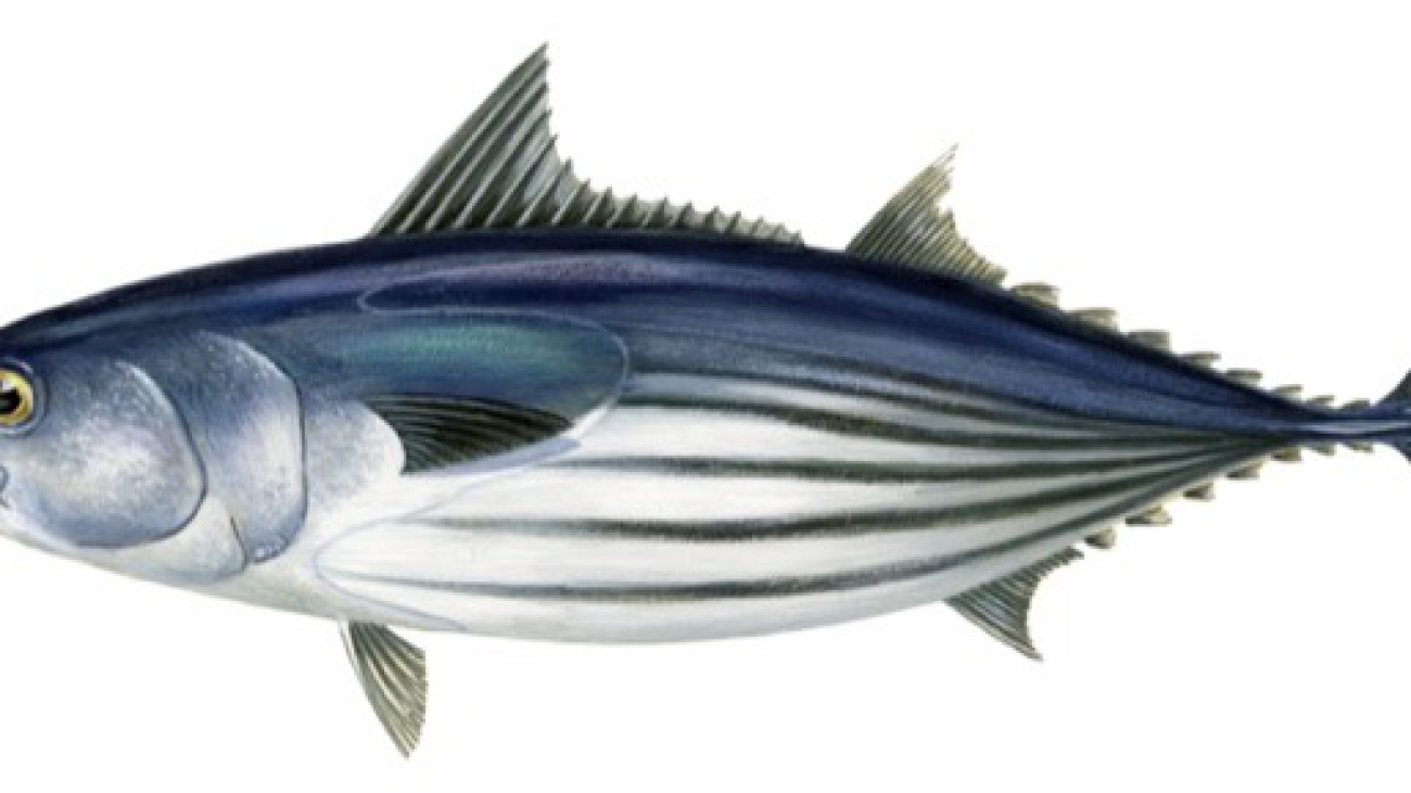 katsuwonus_pelamis.jpg