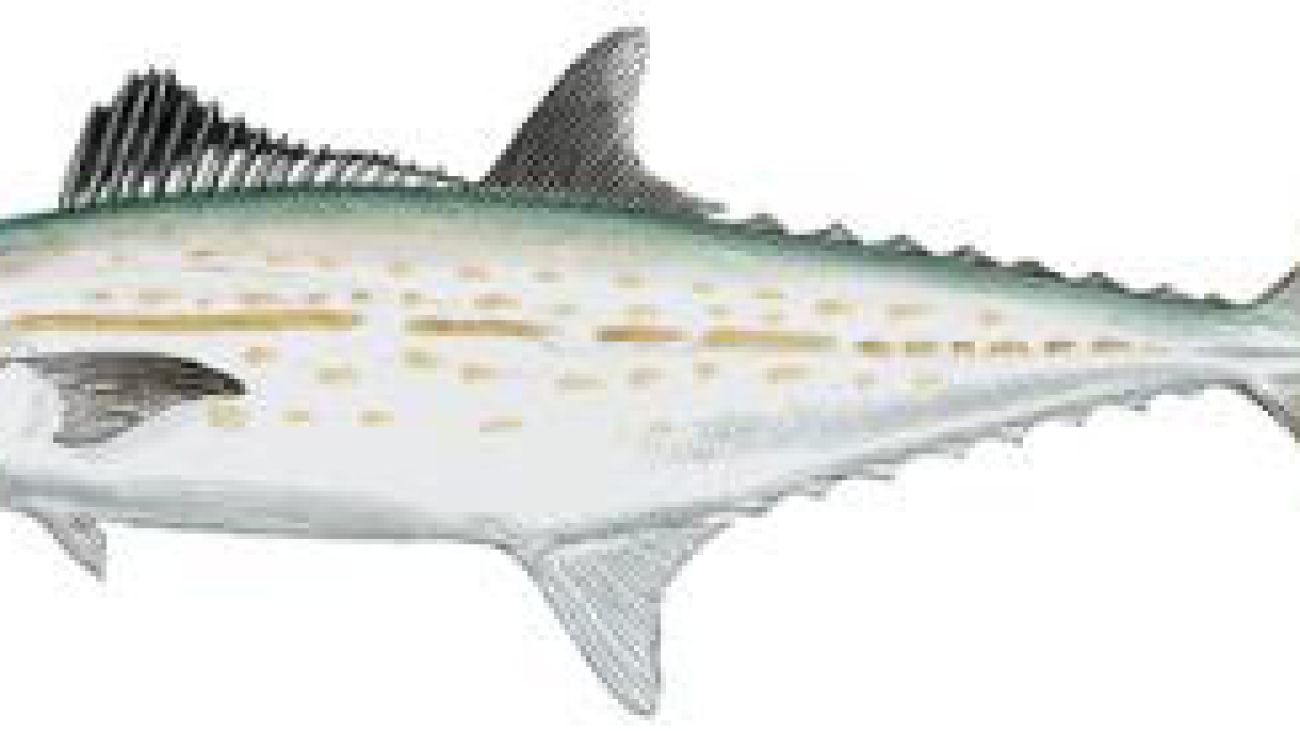 mackerel-cero